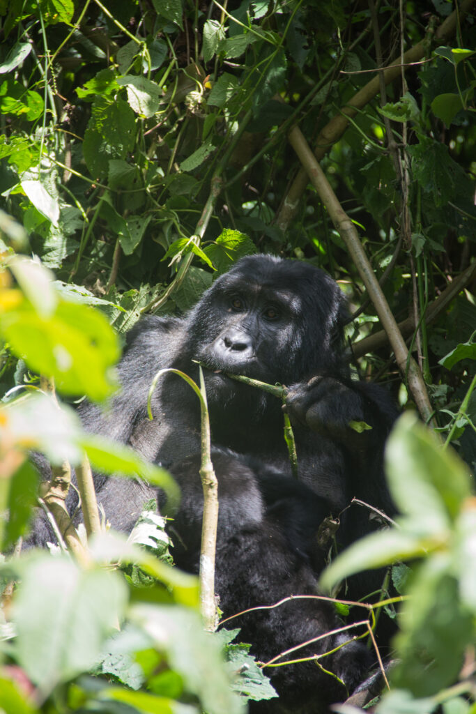 Gorilla metsän siimeksessä